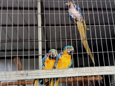 Cinco guacamayos son decomisados en la Región de O'Higgins