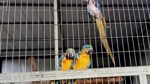 Cinco guacamayos son decomisados en la Región de O'Higgins