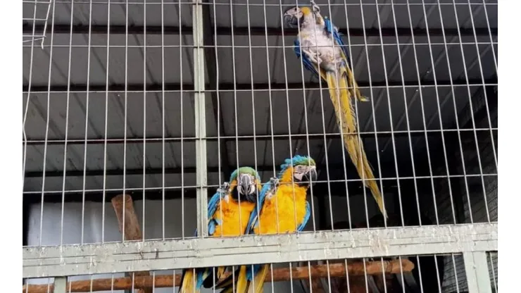 Cinco guacamayos son decomisados en la Región de O'Higgins