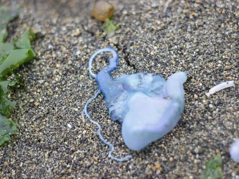 ¿Qué es la Fragata Portuguesa y qué cuidados hay que tener?