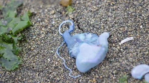 Gobierno cierra algunas playas por presencia de Fragata Portuguesa.