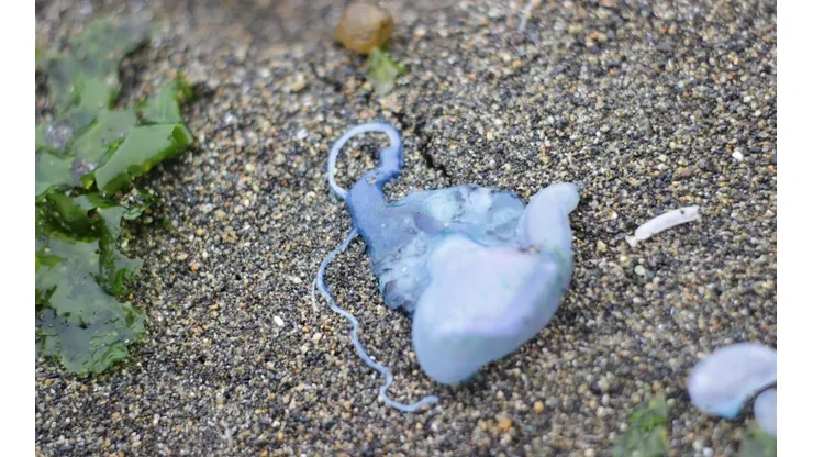 Gobierno cierra algunas playas por presencia de Fragata Portuguesa.