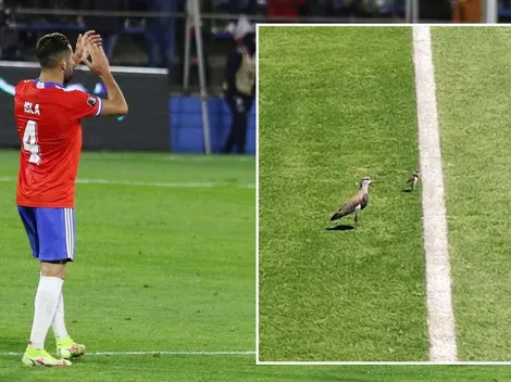 Exigen operativo para rescatar nido de queltehues en San Carlos