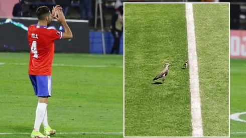 Los queltehues corren peligro en San Carlos de Apoquindo