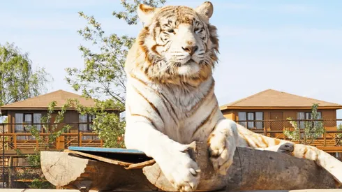 Mujer muere al ser atacada por tigre en Parque Safari de Rancagua