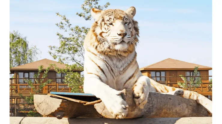 Mujer muere al ser atacada por tigre en Parque Safari de Rancagua