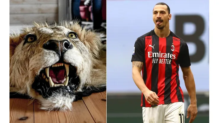Zlatan fue acusado de tener un trofeo de León en su casa en Malmö
