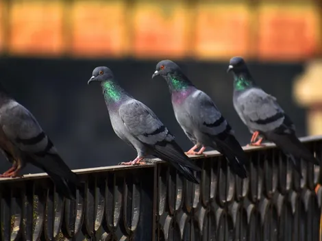 Video: Periodista fue "embestido" por una paloma antes de salir en vivo