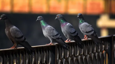Algunos medios locales hablaron de lo peligrosas que se han puesto las palomas en Australia.