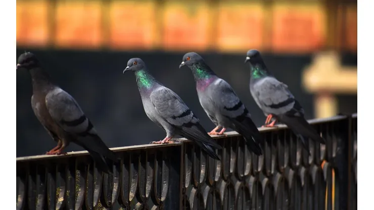 Algunos medios locales hablaron de lo peligrosas que se han puesto las palomas en Australia.