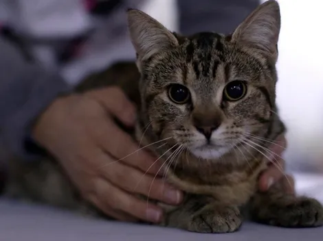 Gatos pueden contagiarse de Covid-19 según estudio chileno