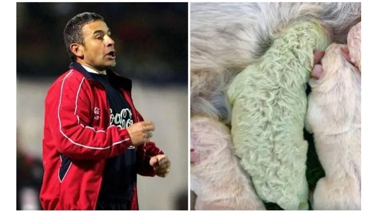 El ex estratega de La Roja se tomó con gran humor las bromas tras el nacimiento de un perro verde en Italia.
