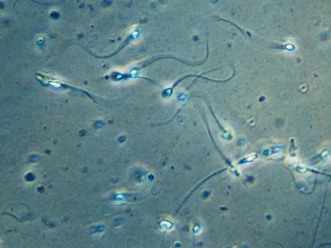 El coronavirus podría causar infertilidad en los hombres