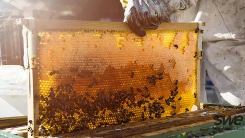 Productos como el polen, propóleo, miel o jalea real son algunos que elaboran las abejas.