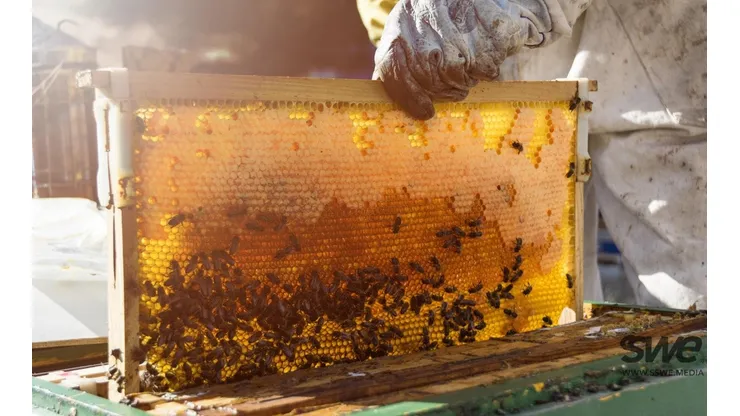 Productos como el polen, propóleo, miel o jalea real son algunos que elaboran las abejas.