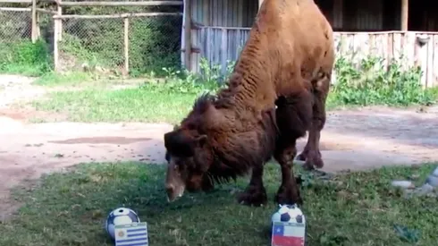 El camello Joe tiene a su ganador para el Uruguay - Chile