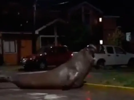 Elefante marino se toma zona residencial de Puerto Cisnes