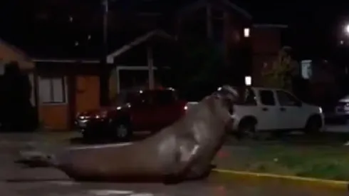 Elefante marino se toma zona residencial de Puerto Cisnes
