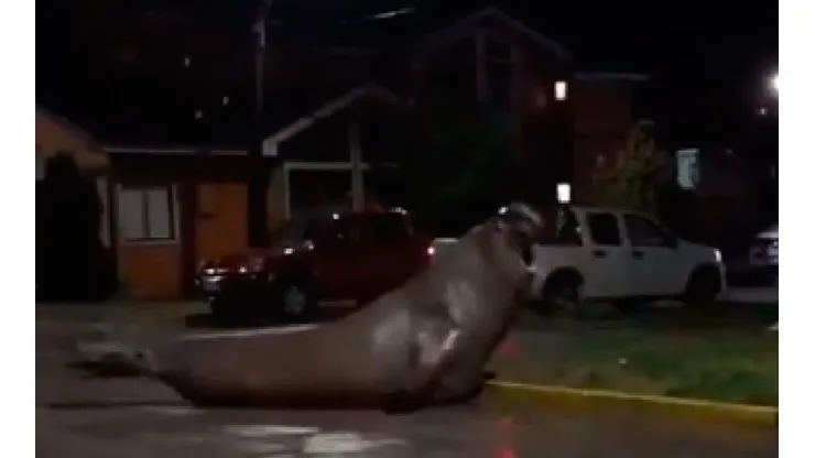 Elefante marino se toma zona residencial de Puerto Cisnes