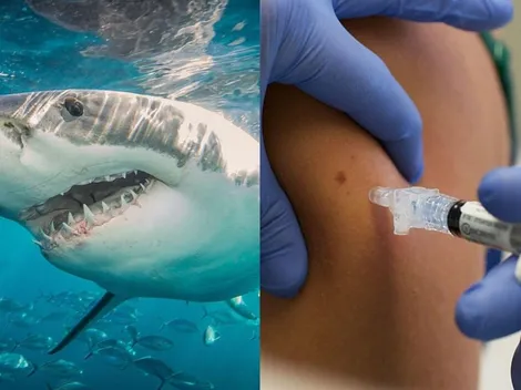 Coronavirus: Medio Millón de tiburones serían sacrificados para la vacuna 