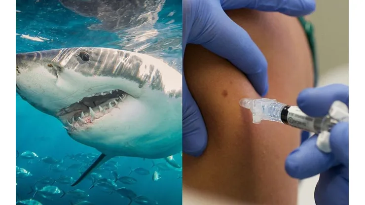 Tiburones en peligro por vacuna contra el coronavirus | Fotos: Getty