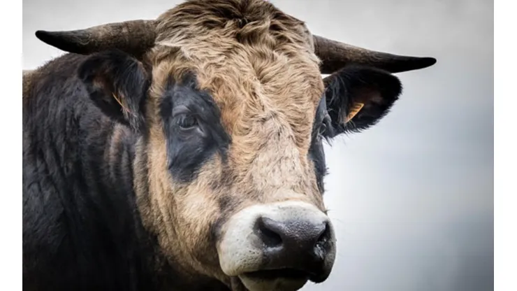 El animal dejó a tres personas heridas tras el ataque.
