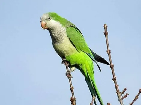Aíslan a cinco loros en un zoológico para que no insulten a los visitantes