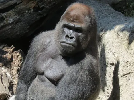 Gorila ataca a cuidadora de zoológico y la deja en estado grave