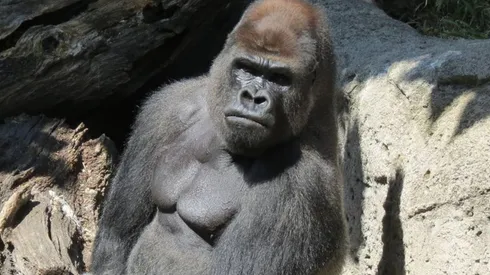 Desde el zoológico indicaron que el ataque se debe a un "error" por parte de la cuidadora.