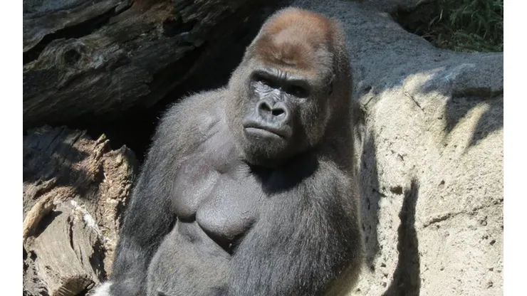 Desde el zoológico indicaron que el ataque se debe a un "error" por parte de la cuidadora.