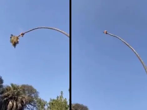 Hombre se sube a podar una palmera y casi sale "volando"