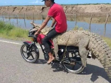 Video: Jóvenes capturan a caimán y lo transportan en una moto