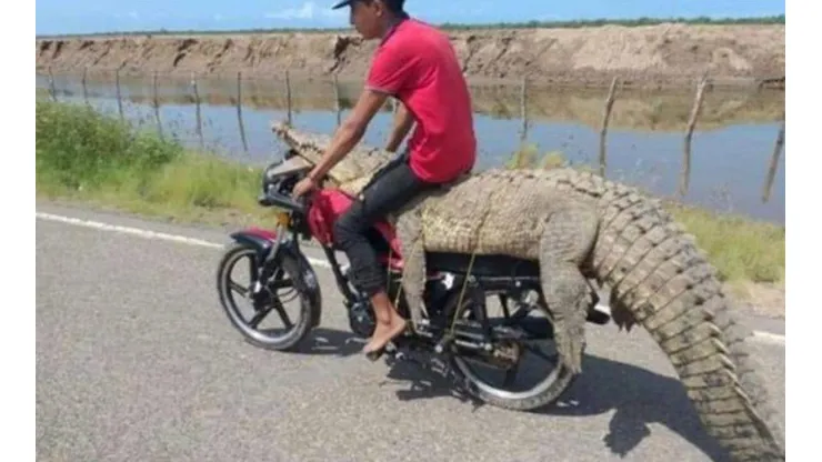El hecho fue duramente criticado en redes sociales dado que se trata de una especie protegida.