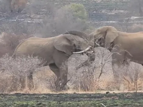 Video: Dos elefantes protagonizan una violenta pelea frente a unos turistas