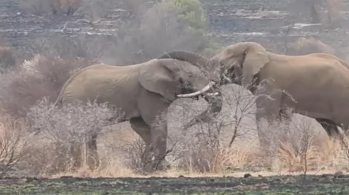 Las peleas entre los machos de la manada son para demostrar quien es más dominante.