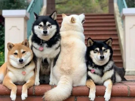 Tierno perrito se viraliza tras "arruinar" fotos en varias oportunidades