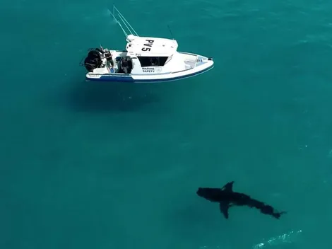 Video: Tiburón blanco atemoriza a hombres al morder el motor de su bote
