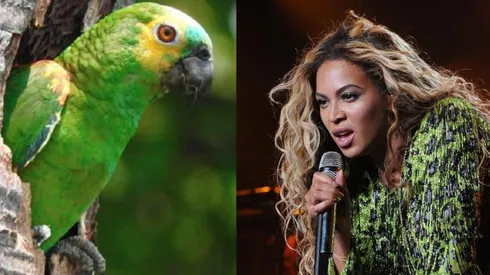 El loro es la atracción del centro Lincolnshire Wildlife Park en Inglaterra.