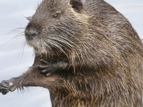Video: Impresionante pelea de dos familias de nutrias se viraliza rápidamente en redes sociales