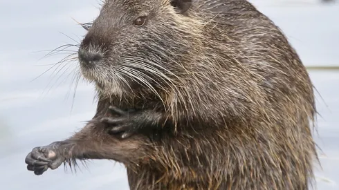 Video: Impresionante pelea de dos familias de nutrias se viraliza rápidamente en redes sociales
