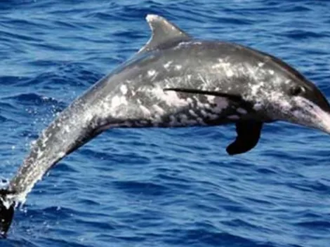 Captan a delfines "compartiendo comida" antes de aparearse