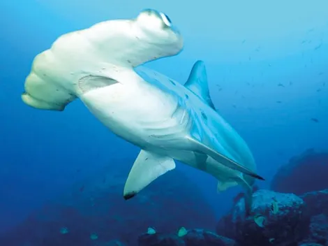 Pescador graba a tiburón martillo que le roba la captura