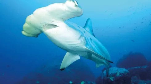 Pese a los esfuerzos de los pescados, el tiburón fue mas astuto y les robó la captura.