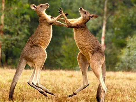 Video: Dos canguros se pelean durante una sorprendente nevada en Australia