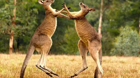 El hecho ocurrió en la provincia de Nueva Gales del Sur en Australia.