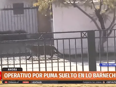 Puma se refugia en una casa y huye por calles de Lo Barnechea