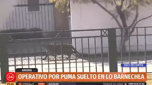 El puma, sorpresivamente, escapó del hogar en donde se encontraba y huyó herido.