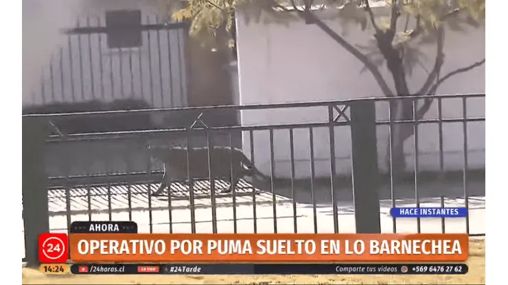El puma, sorpresivamente, escapó del hogar en donde se encontraba y huyó herido.