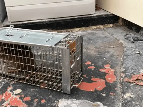 Ratones "del tamaño de conejos" se toman ciudad en Inglaterra