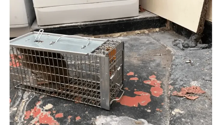 Ratones "del tamaño de conejos" se toman ciudad en Inglaterra